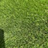 (n)Kunstgras GP Elite 35 mm Coupon  van € 39,95 voor € 15-, p/m2 ( zeer mooi dicht vol en zacht gras ) - Afbeelding 3