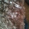 Brinker Carpets Miami Taupe  160/230cm  van  238 voor € 150-,handgemaakt - Afbeelding 3