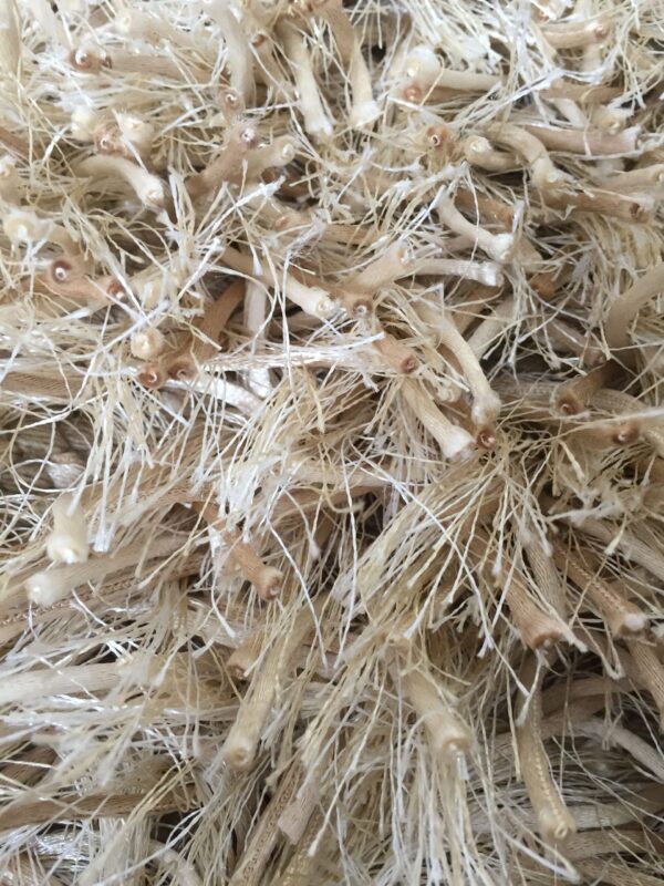 (v)Brinker Hawai / Peace Ivory/mix 200 x 290 cm van € 599-, voor € 369-, - Afbeelding 2