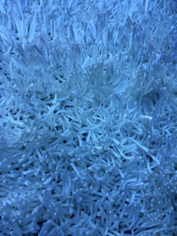(n)Karpet Coral Uni 160 x 230 cm van € 385-, voor € 99-, - Afbeelding 4