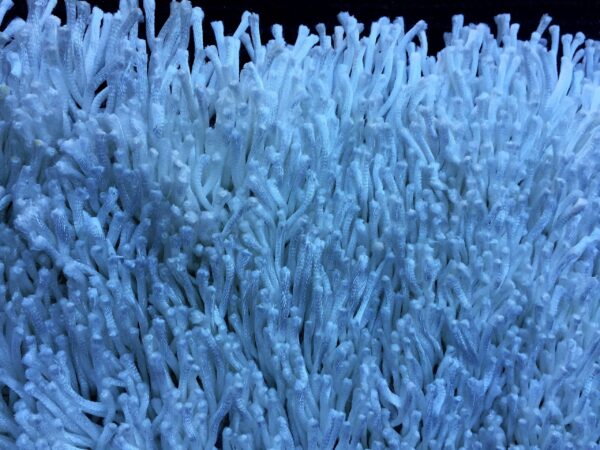 (n)Karpet Coral Uni 160 x 230 cm van € 385-, voor € 99-,